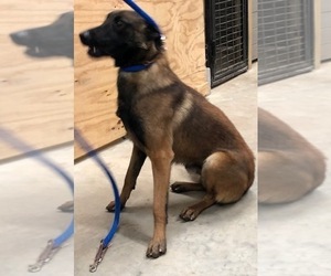 Father of the Belgian Malinois puppies born on 07/30/2019