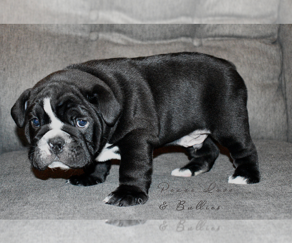 Medium Photo #2 English Bulldog Puppy For Sale in DERBY, KS, USA