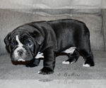 Small Photo #2 English Bulldog Puppy For Sale in DERBY, KS, USA