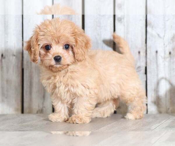 Medium Photo #1 Cavapoo Puppy For Sale in MOUNT VERNON, OH, USA