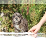 Small #40 ShihPoo