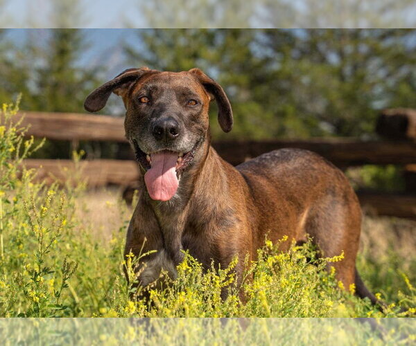 Medium Photo #17 Great Dane-Labrador Retriever Mix Puppy For Sale in Bullard, TX, USA