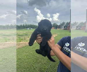 German Shepherd Dog Puppy for sale in SPRINGVILLE, IN, USA