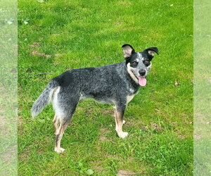 Mutt Dogs for adoption in FAIRLAWN, OH, USA