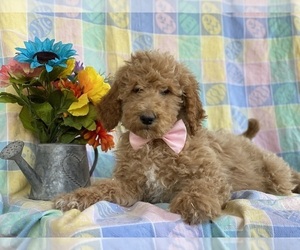 Goldendoodle Puppy for sale in LANCASTER, PA, USA
