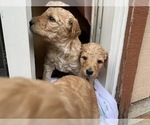 Small #9 Goldendoodle
