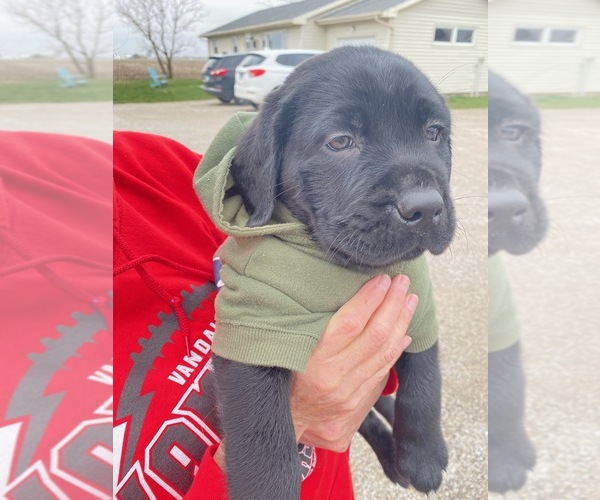 Medium Photo #11 Labrador Retriever Puppy For Sale in SAINT ELMO, IL, USA