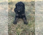 Small #9 Poodle (Miniature)-Poodle (Standard) Mix