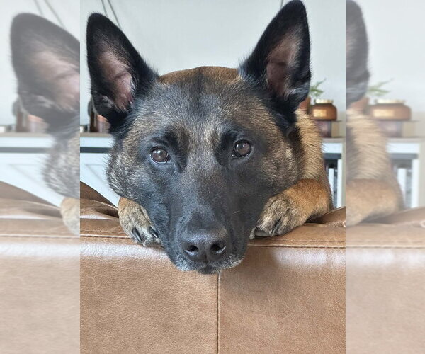 Medium Photo #4 Mutt Puppy For Sale in Imlay City, MI, USA