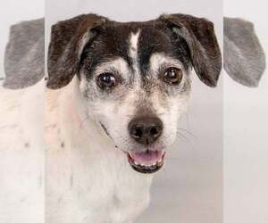 Raggle Dogs for adoption in Kennesaw, GA, USA