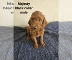 Puppy Majesty Goldendoodle