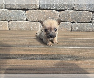 Cairn Terrier Puppy for sale in CARLYLE, IL, USA