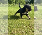 Small Photo #5 American Bully Puppy For Sale in PLAINFIELD, CT, USA