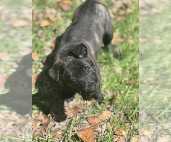 Medium Photo #2 German Shepherd Dog Puppy For Sale in WILMINGTON, DE, USA