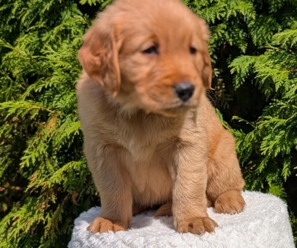 Medium Photo #12 Golden Retriever Puppy For Sale in GOSHEN, IN, USA
