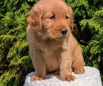 Small #11 Golden Retriever