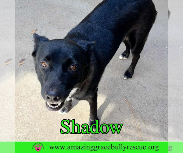 Medium Photo #4 German Shepherd Dog-Unknown Mix Puppy For Sale in Pensacola, FL, USA