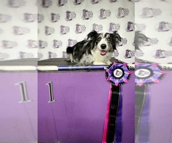 Medium Photo #80 Border Collie Puppy For Sale in MOSIER, OR, USA