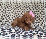 Small #3 Cockapoo (Miniature)