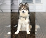 Small Photo #1 Pomsky Puppy For Sale in SAVOY, MA, USA