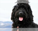 Small Photo #5 Goldendoodle Puppy For Sale in MISSOULA, MT, USA