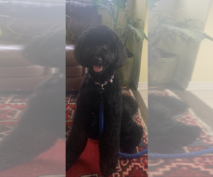 Father of the Cocker Spaniel-Goldendoodle Mix puppies born on 11/21/2025