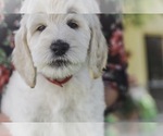Small Photo #3 Labradoodle Puppy For Sale in MEDFORD, OR, USA