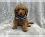 Small Goldendoodle (Miniature)