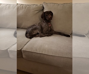 German Shorthaired Pointer Puppy for sale in JERSEY CITY, NJ, USA