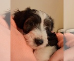 Small #1 Cadoodle