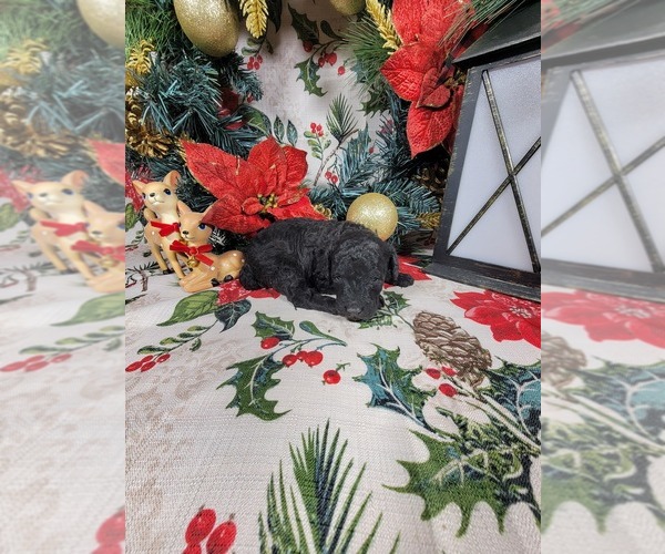 Medium Photo #7 Poodle (Toy) Puppy For Sale in BLACK FOREST, CO, USA