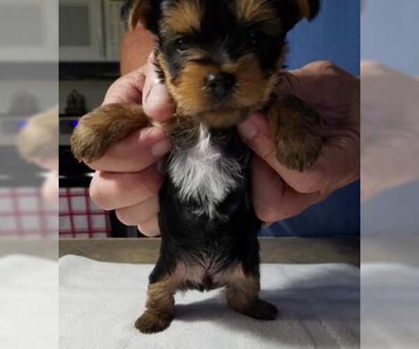 Medium Photo #2 Yorkshire Terrier Puppy For Sale in YOUNGSTOWN, FL, USA