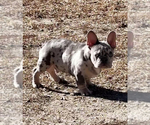 Image preview for Ad Listing. Nickname: Litter of 3