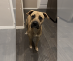 Small #2 Boxer-Bull Terrier Mix