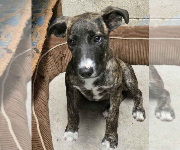 Medium Photo #2 Mountain Cur-Unknown Mix Puppy For Sale in Anniston, AL, USA