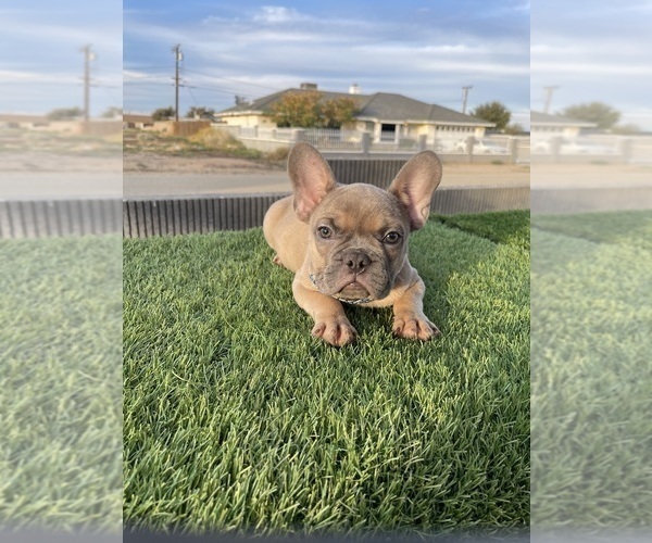 Medium Photo #9 French Bulldog Puppy For Sale in CHARLOTTE, NC, USA