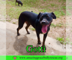 Small #6 Rottweiler-American Pit Bull Terrier