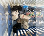 Small Photo #96 French Bulldog Puppy For Sale in TACOMA, WA, USA