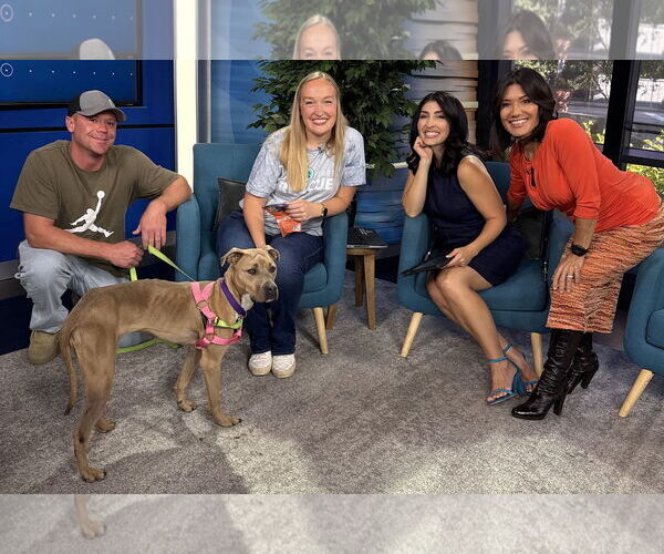 Medium Photo #17 American Bulldog-Unknown Mix Puppy For Sale in Princeton, MN, USA