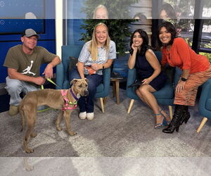 Tip - Female American Bulldog-Unknown Mix Dog for Adoption - Photo #17