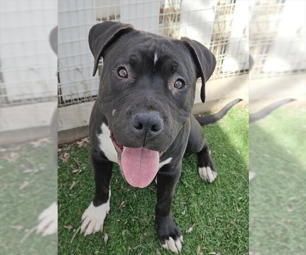 Medium Photo #3 Mutt Puppy For Sale in Fremont, CA, USA