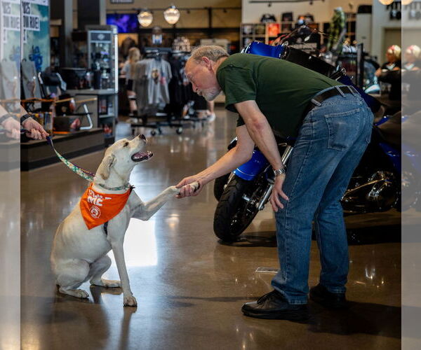 Medium Photo #17 Boxador Puppy For Sale in Princeton, MN, USA