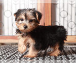 Small #1 Yorkshire Terrier