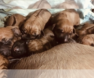 Rhodesian Ridgeback Puppy for sale in MAYFIELD, KY, USA