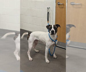 American Bulldog-American Foxhound Mix Dogs for adoption in Forestville, MD, USA