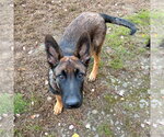 Small Photo #3 German Shepherd Dog-Unknown Mix Puppy For Sale in Canton, CT, USA