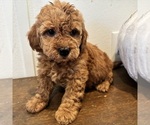 Puppy Puppy 8 Goldendoodle (Miniature)