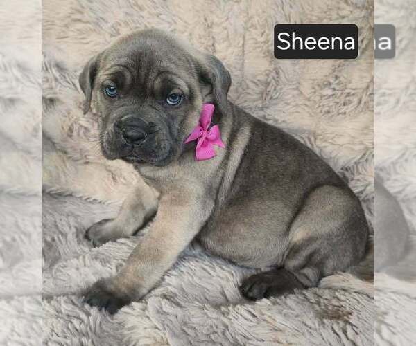 Medium Photo #3 Cane Corso Puppy For Sale in MINERAL WELLS, WV, USA