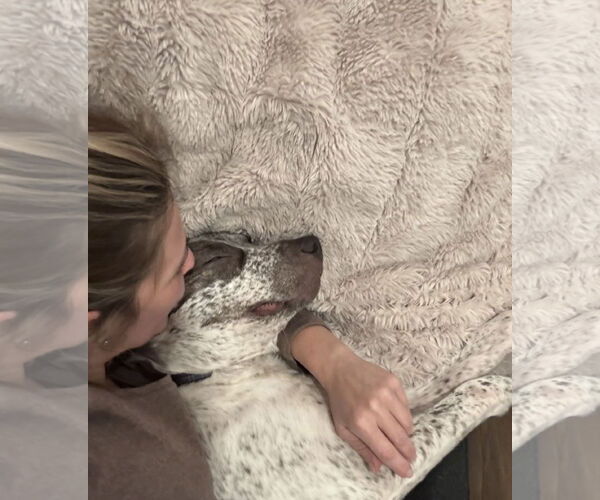 Medium Photo #11 Mutt Puppy For Sale in Woodbury, NY, USA