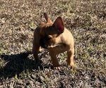 Small Photo #11 French Bulldog Puppy For Sale in MAYO, FL, USA